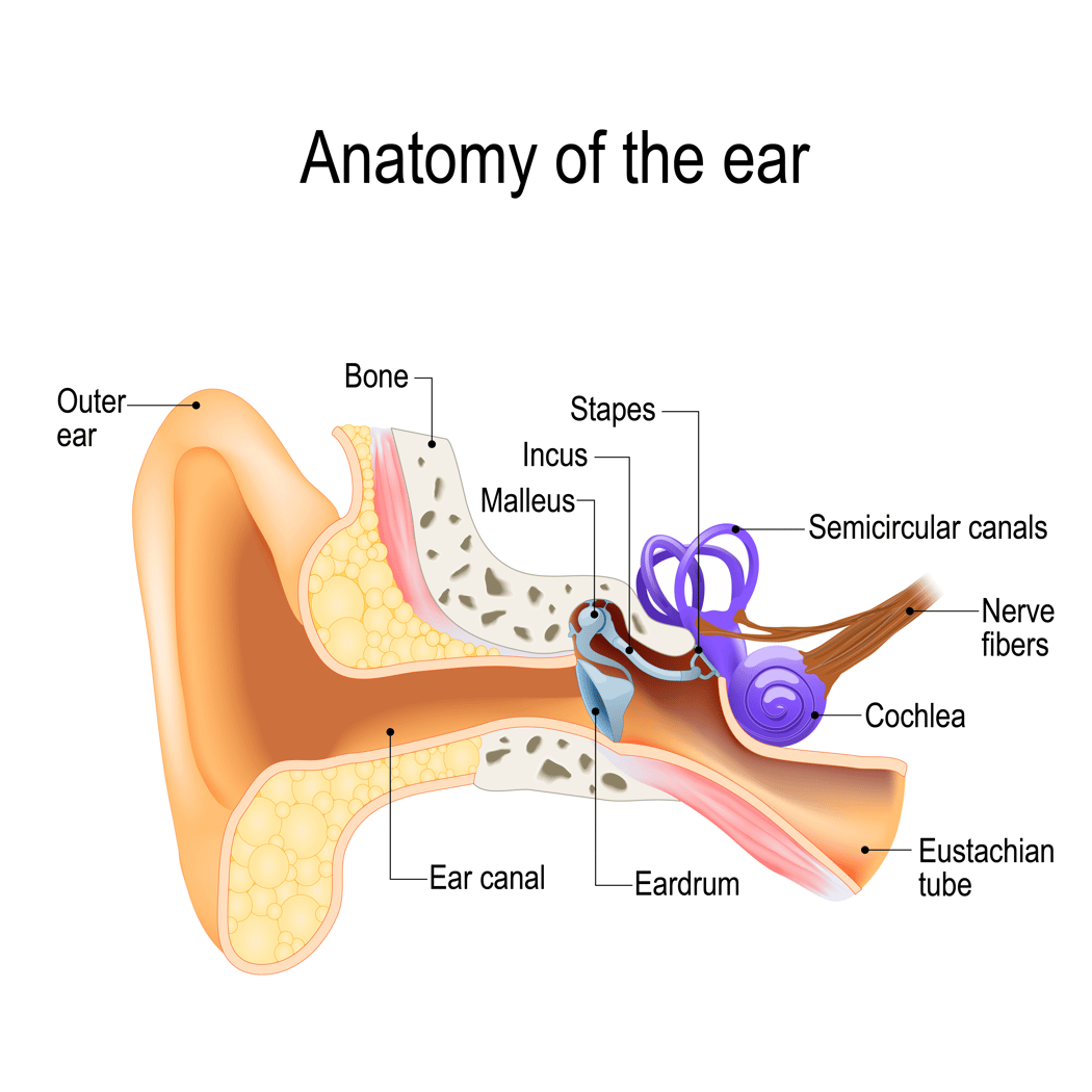 Understanding Inner Ear Conditions: How They Impact Movement and Balance